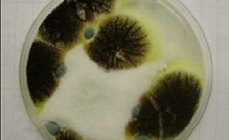 stachybotrys toxic mould